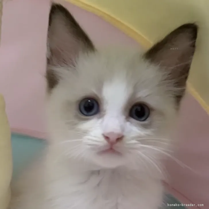 ID:2310-00849の子猫