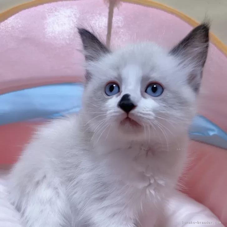 ID：2410-01465の子猫