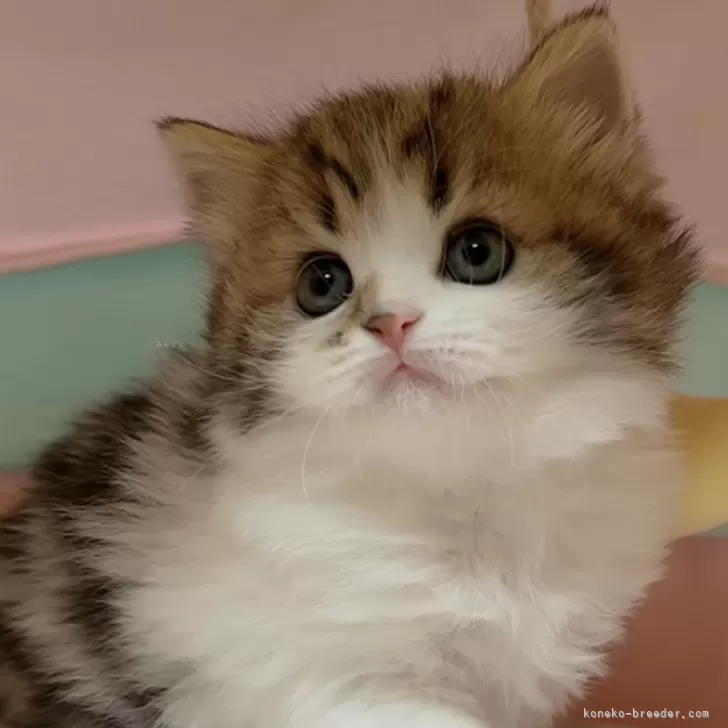 ID：2312-01386の子猫