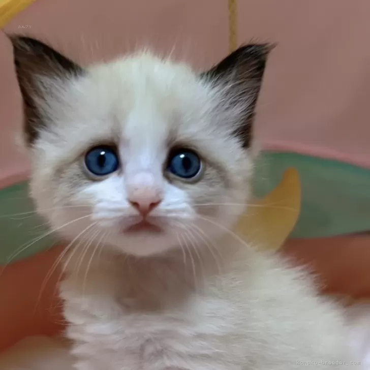 ID：2403-00102の子猫