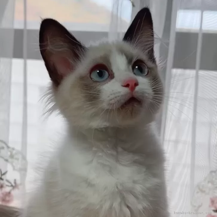 ID:2410-01476の子猫