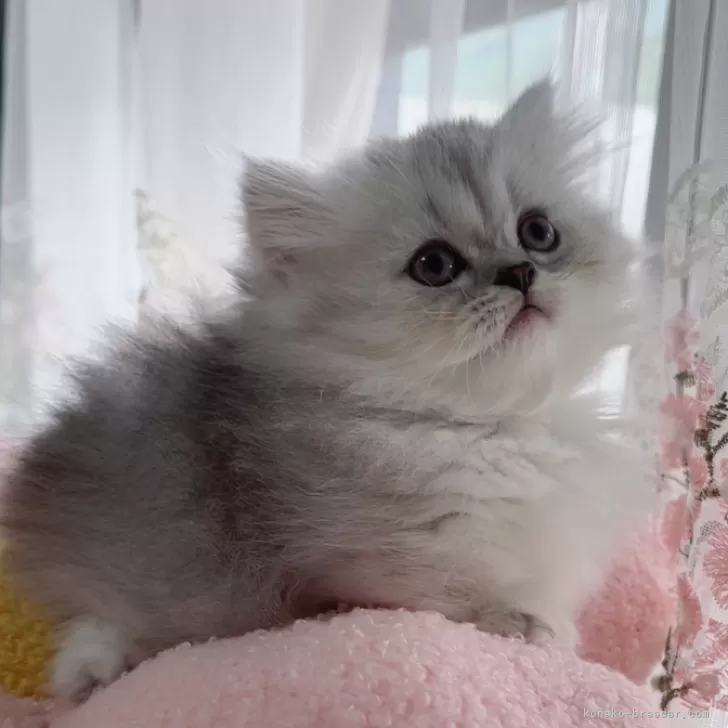 ID:2410-02044の子猫