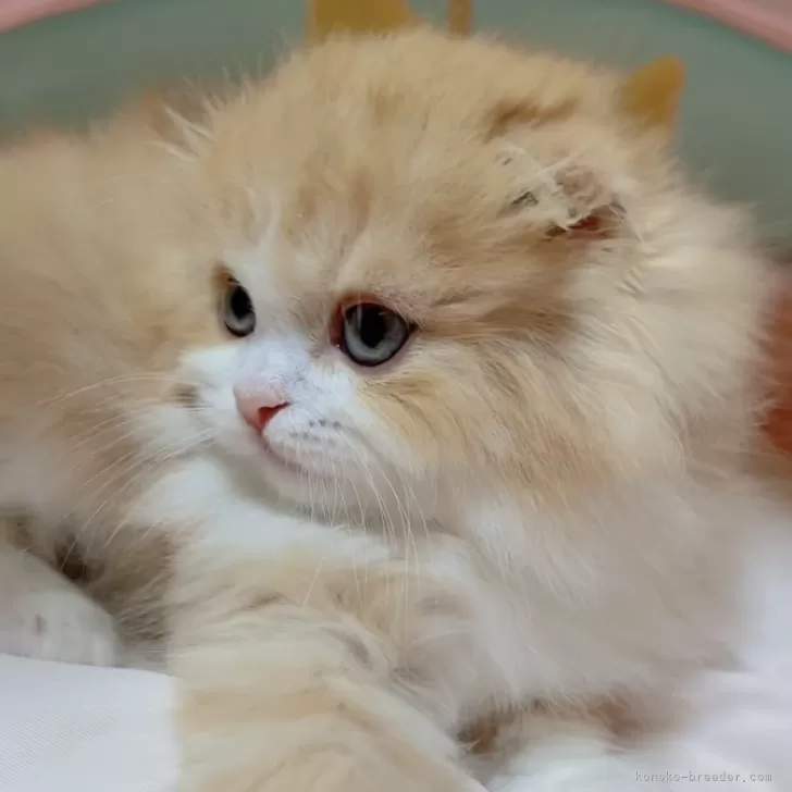ID：2312-01198の子猫
