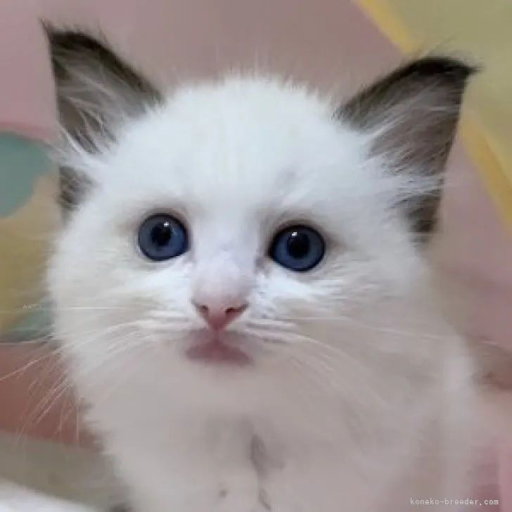 ID:2309-02900の子猫