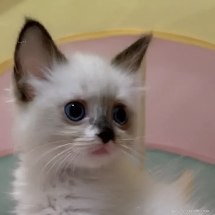 ID：2309-02906の子猫