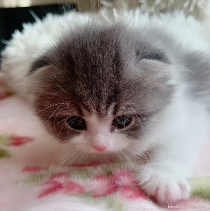 ID:2303-02330の子猫
