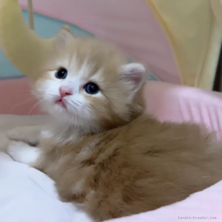 ID：2308-01143の子猫