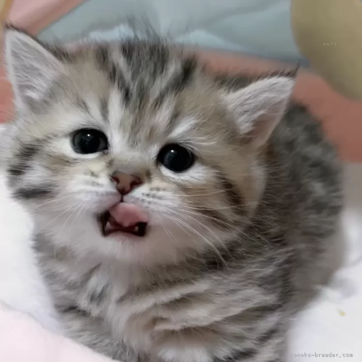 ID：2311-00181の子猫