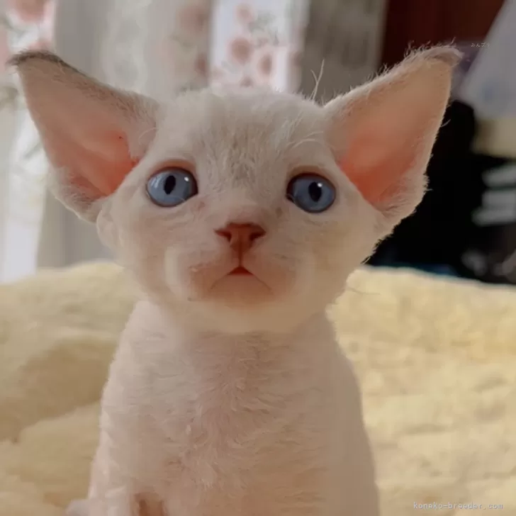 ID：2406-02606の子猫