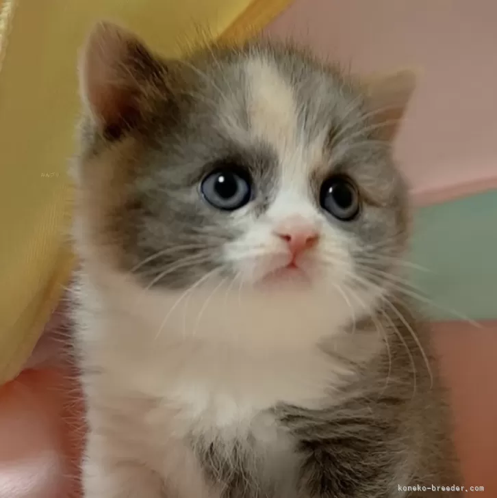 ID：2401-00995の子猫