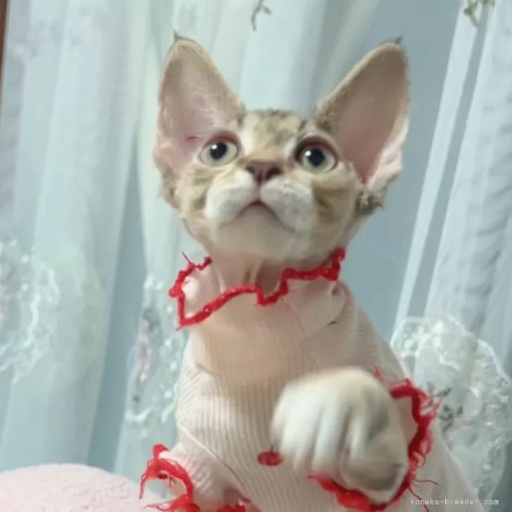 ID:2411-00503の子猫