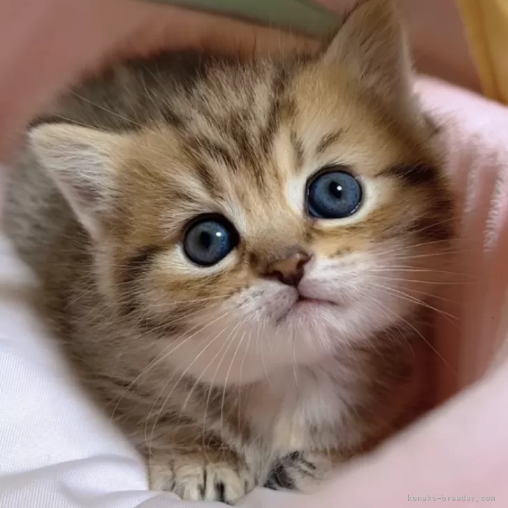 ID：2403-00415の子猫