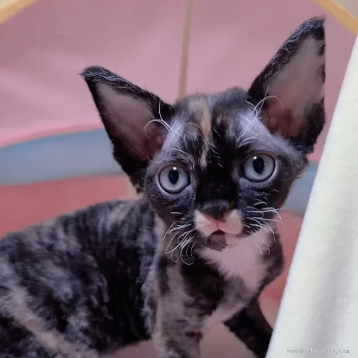 ID：2411-00499の子猫