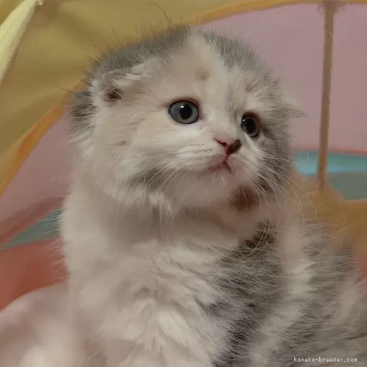 ID：2404-01411の子猫