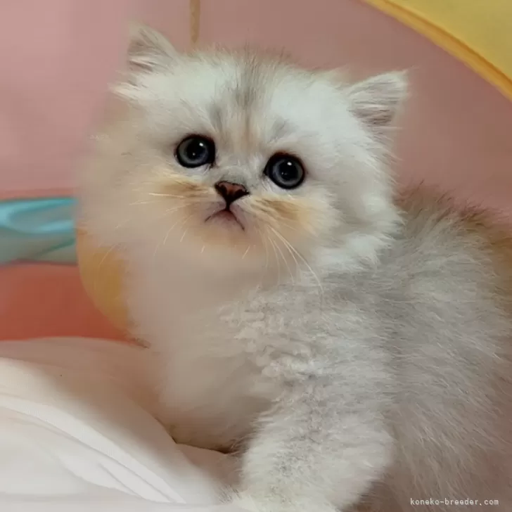ID:2410-01412の子猫