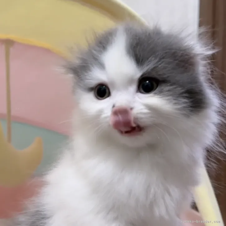 ID:2310-00181の子猫