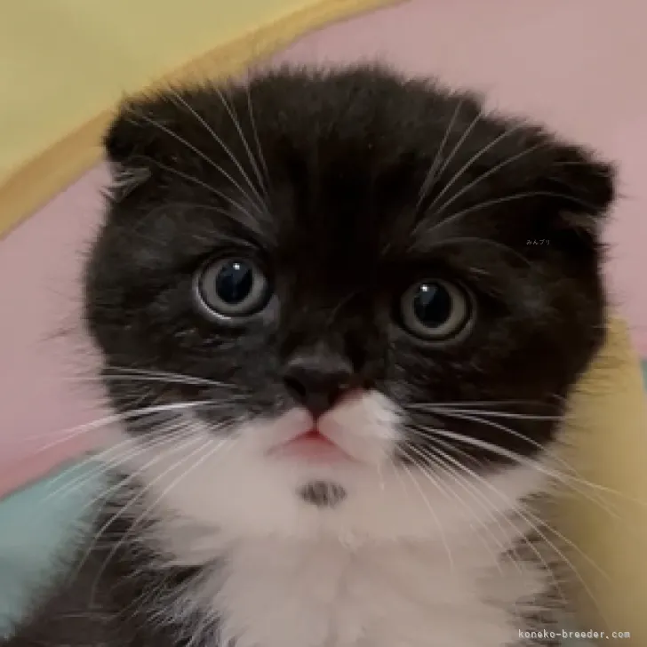 ID:2309-01958の子猫