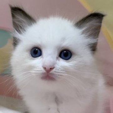 ラグドール【岐阜県・女の子・2023年8月9日・シールポイントバイカラー】の写真「大人しくて、ふわふわで可愛い子💕」