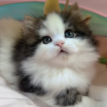 スコティッシュフォールド(立ち耳)【岐阜県・女の子・2024年1月31日・ブラウンタビー&ホワイト（ロング）】の写真「大人しくて、静かな可愛い猫ちゃん💕💕💕」