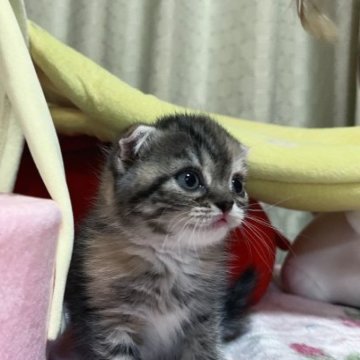 スコティッシュフォールド(折れ耳)【岐阜県・女の子・2023年4月12日・キャリコ】の写真「目はキラキラ🤩めちゃ可愛い女の子😍」