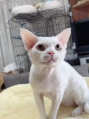 デボンレックス【・男の子・2024年4月24日・ホワイト】