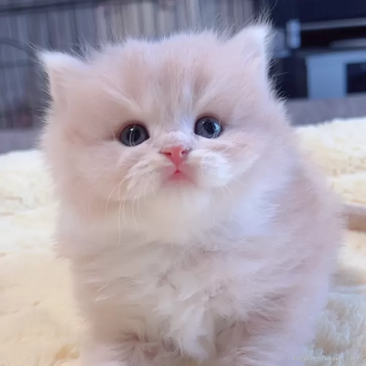 ID:2503-00751の子猫