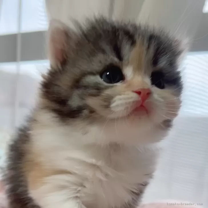 ID:2412-01432の子猫