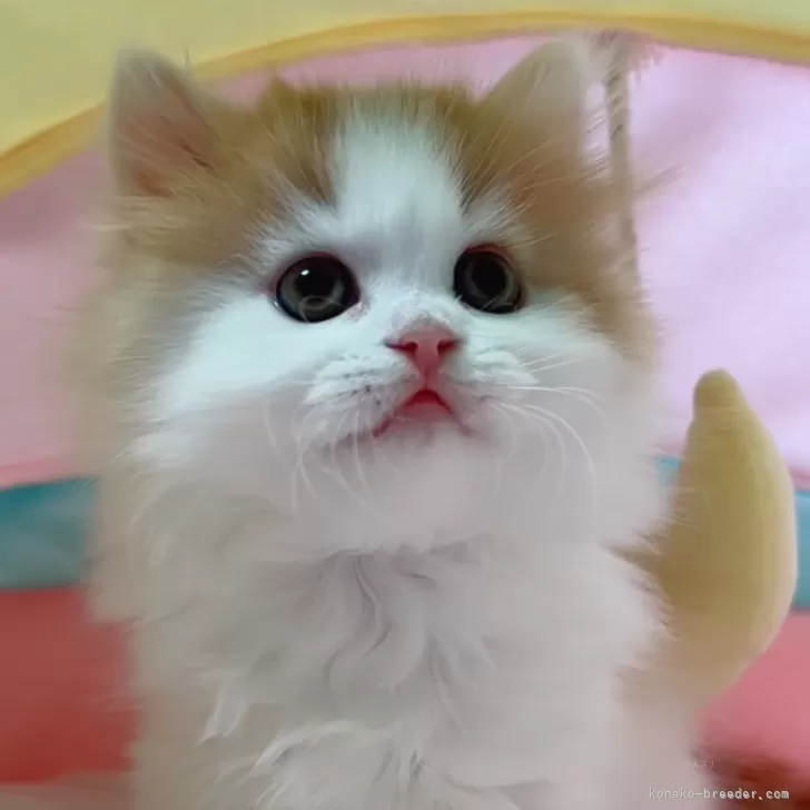 ID：2412-02208の子猫