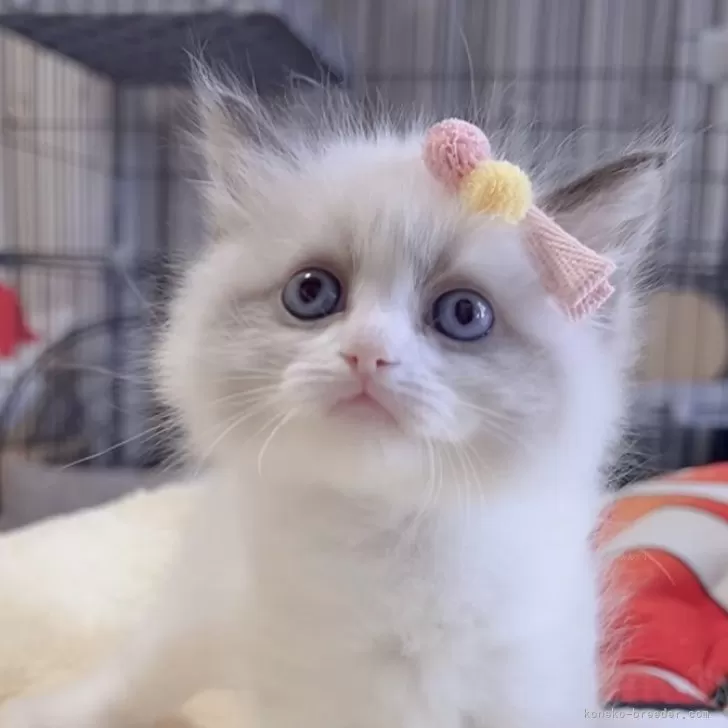 ID：2602-00710の子猫