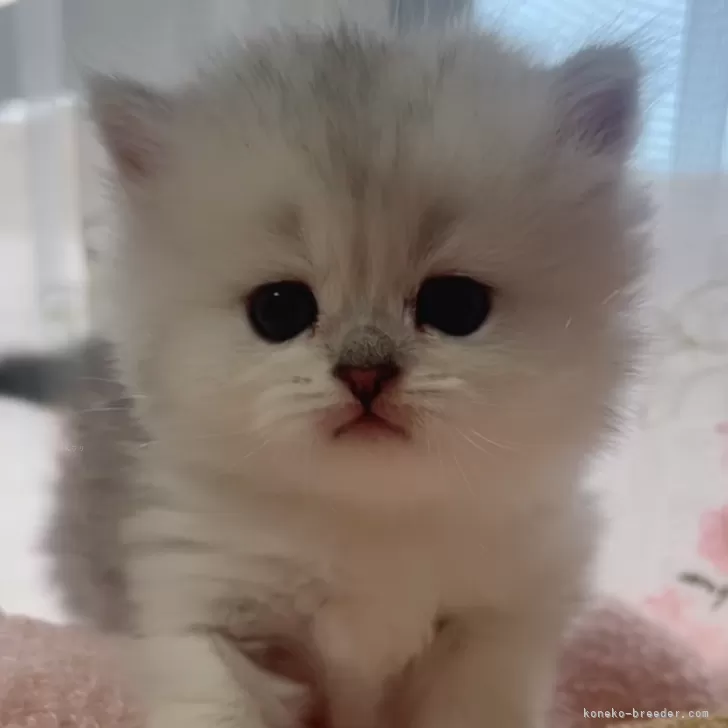 ID:2501-00525の子猫