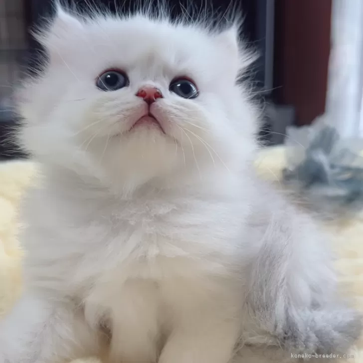 ID:2505-01468の子猫