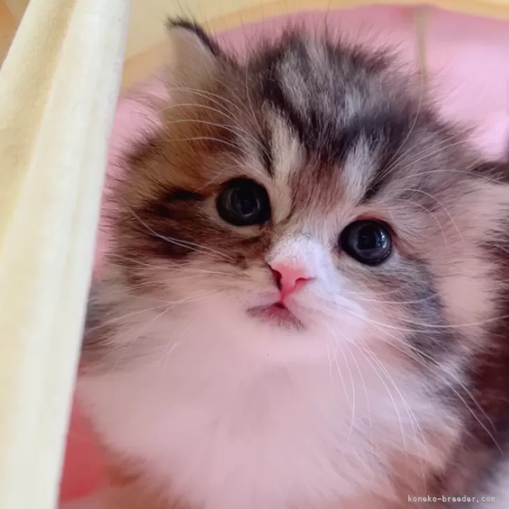 ID:2501-00498の子猫