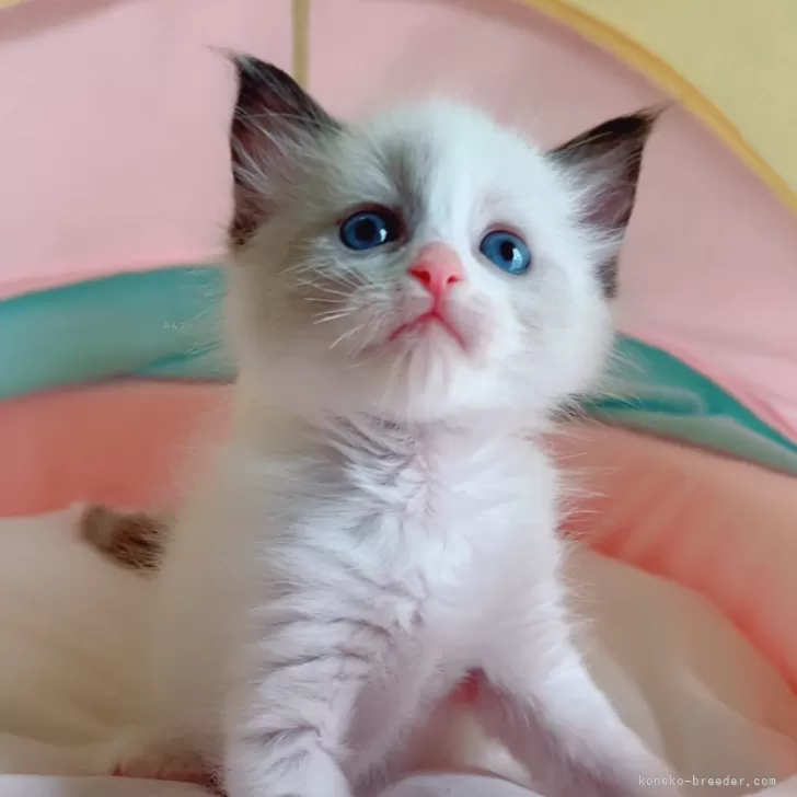 ID：2505-02598の子猫