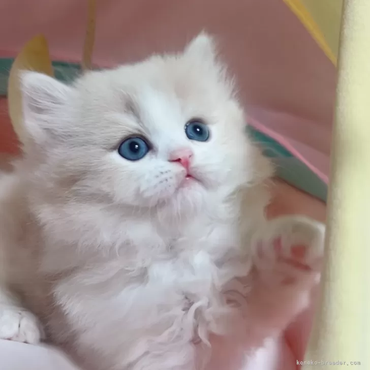 ID:2502-01332の子猫