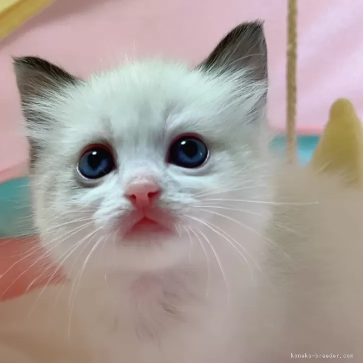 ID:2502-02391の子猫