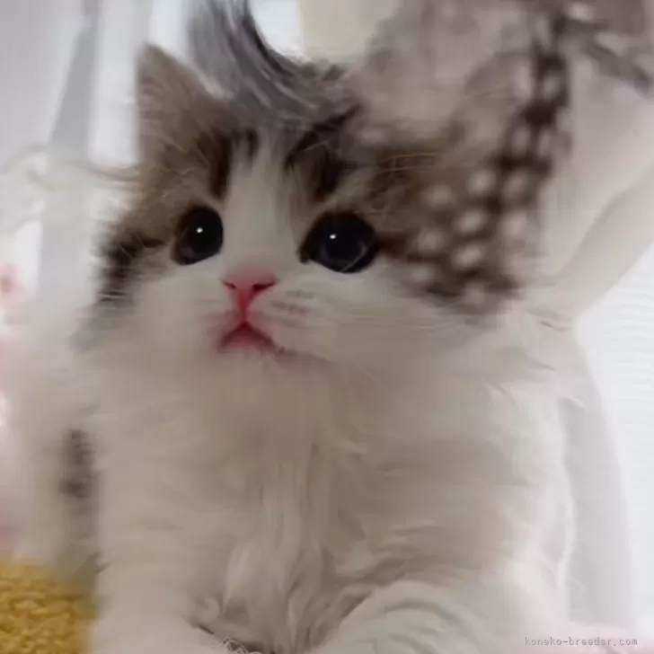 ID:2502-00142の子猫