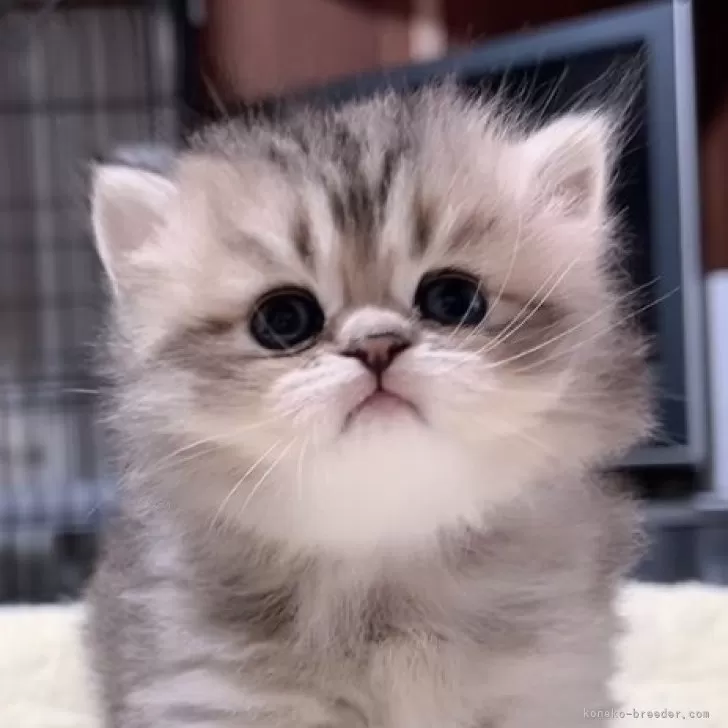 ペルシャ(チンチラ)【岐阜県・女の子・2025年9月10日・チンチラゴールデン】の写真1