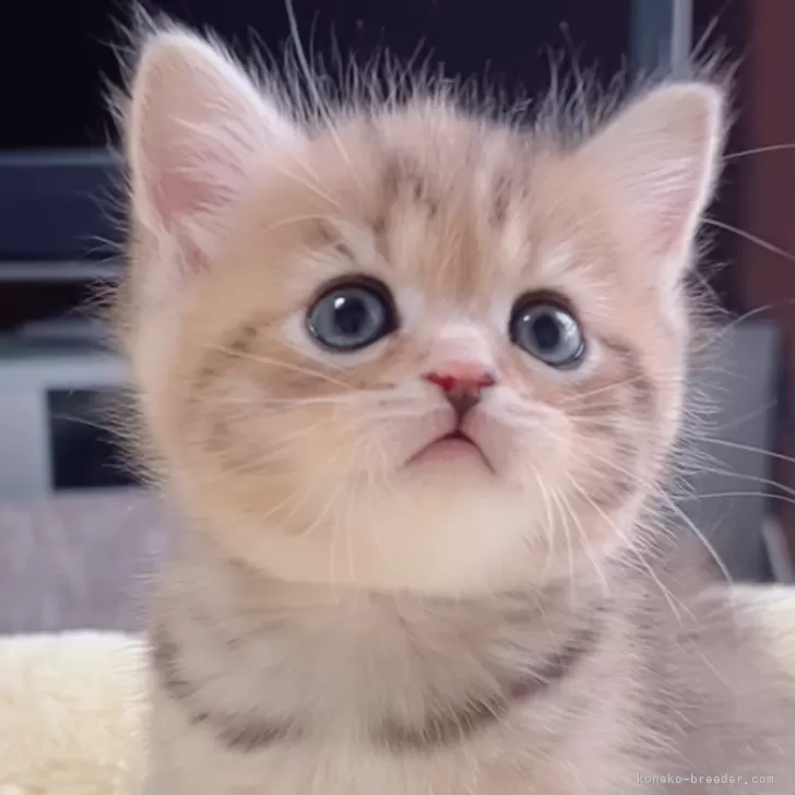 こう 様のお迎えした子猫