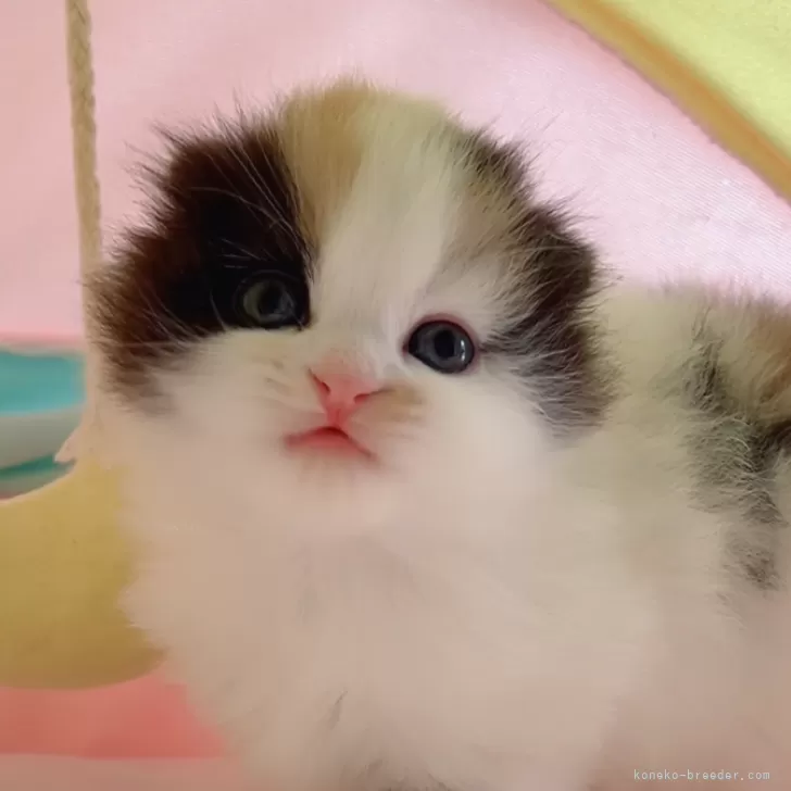 ID:2501-00499の子猫