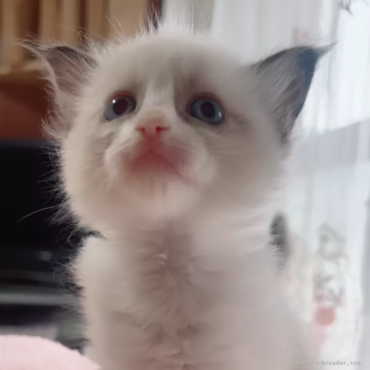 ID：2505-02596の子猫