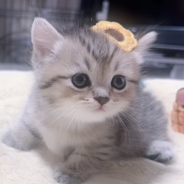 ミヌエット(短足)【岐阜県・女の子・2025年9月17日・ゴールデン】の写真「ぷよぷよまん丸な姿がとにかく可愛い子💕💕」