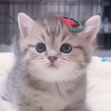 ミヌエット(短足)【岐阜県・女の子・2025年9月17日・ゴールデン】の写真「ぷよぷよまん丸な姿がとにかく可愛い子💕💕」