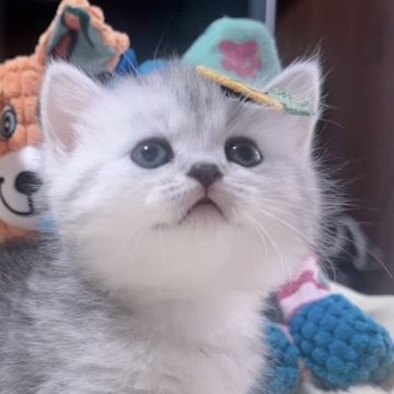 ミヌエット(短足)【岐阜県・女の子・2025年9月17日・シルバー】の写真「ぷよぷよまん丸な姿がとにかく可愛い子💕💕💕」