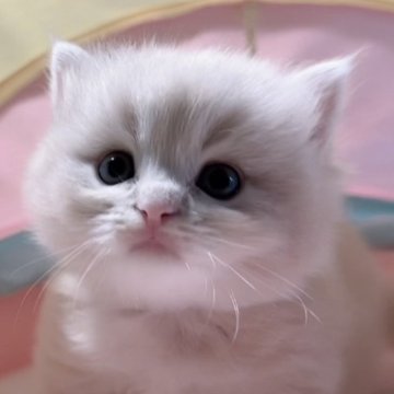 スコティッシュフォールド(立ち耳)【岐阜県・男の子・2025年8月27日・クリーム（ロング）】の写真「ふわふわ、目がキラキラ､可愛子💕💕」
