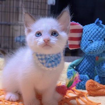 ラグドール【岐阜県・男の子・2025年9月24日・シールポイントバイカラー（ロング）】の写真「目が濃いブルーお茶目な可愛い猫ちゃん💕💕💕」