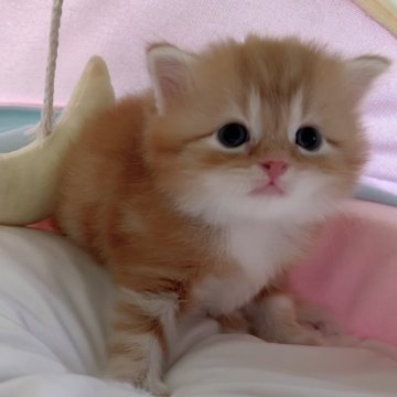 スコティッシュフォールド(立ち耳)【岐阜県・男の子・2025年8月20日・レッド&ホワイト（ロング）】の写真「まん丸目もキラキラ、可愛子💕💕💕」