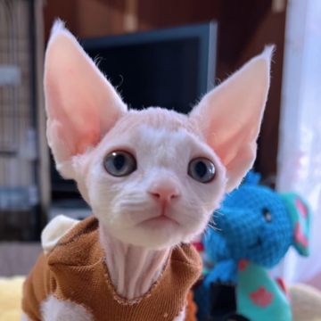 デボンレックス【岐阜県・男の子・2025年10月15日・ホワイト】の写真「目がキラキラ、耳も大きいとにかく可愛い子❣️❣️❣」
