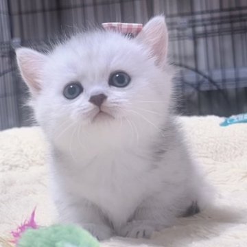 ミヌエット(短足)【岐阜県・女の子・2025年9月17日・シルバー】の写真「ぷよぷよまん丸な姿がとにかく可愛い子💕💕」