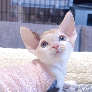 デボンレックス【岐阜県・女の子・2025年10月15日・キャリコ】の写真「めちゃ大人しくて、とにかく可愛い💕💕💕」