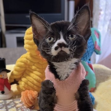 デボンレックス【岐阜県・女の子・2025年10月15日・ブラックタビー&ホワイト】の写真「まんまる可愛いお顔のくるくるヘアー❣️❣️❣️」